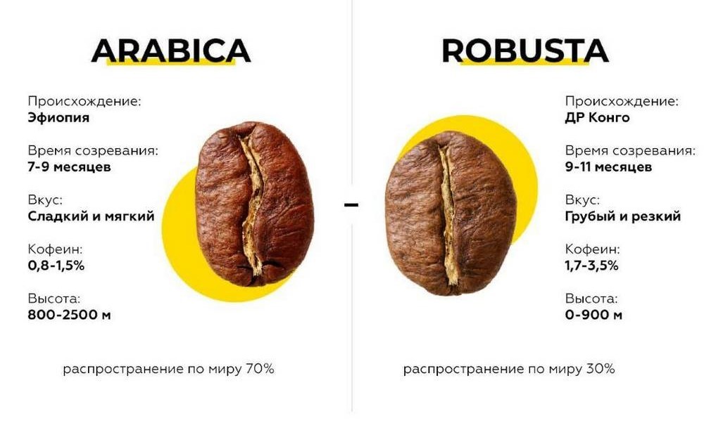 Характеристика сортов кофе: Арабика и Робуста