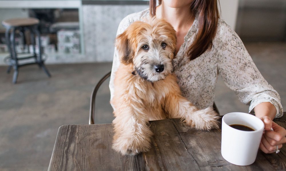 Собака и девушка за столом, чашка с кофе