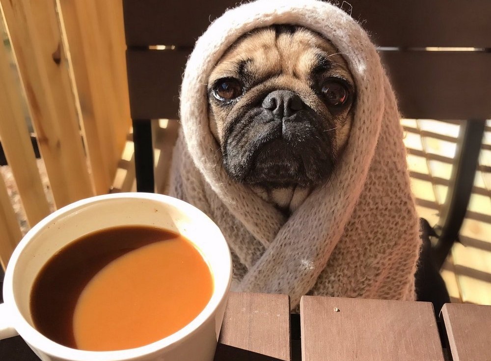 Собака за столом и чашка с кофе