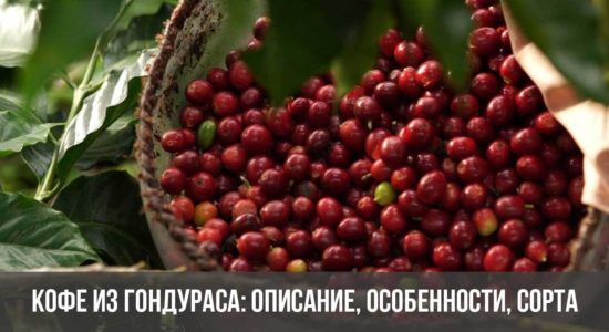 Кофе из Гондураса: описание, особенности, сорта