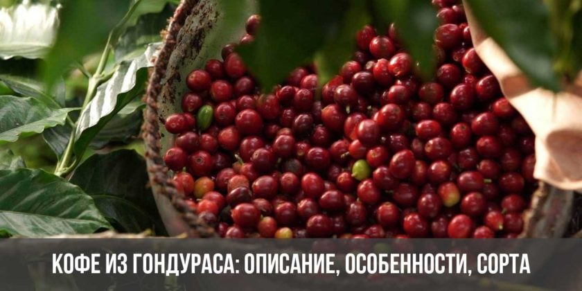 Кофе из Гондураса: описание, особенности, сорта