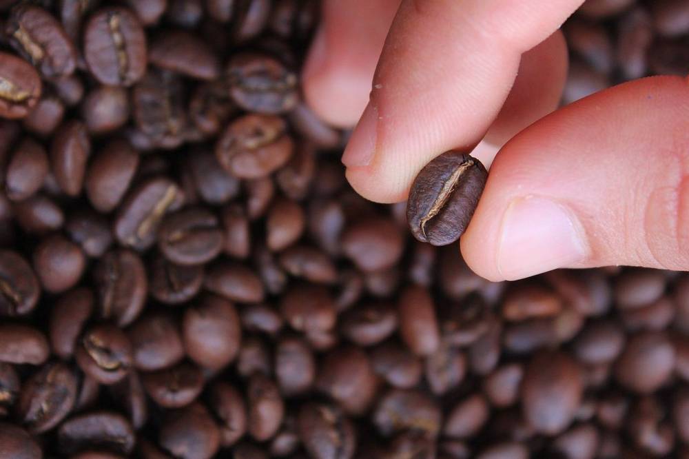 Кофейное зерно в руке на фоне других кофейных бобов