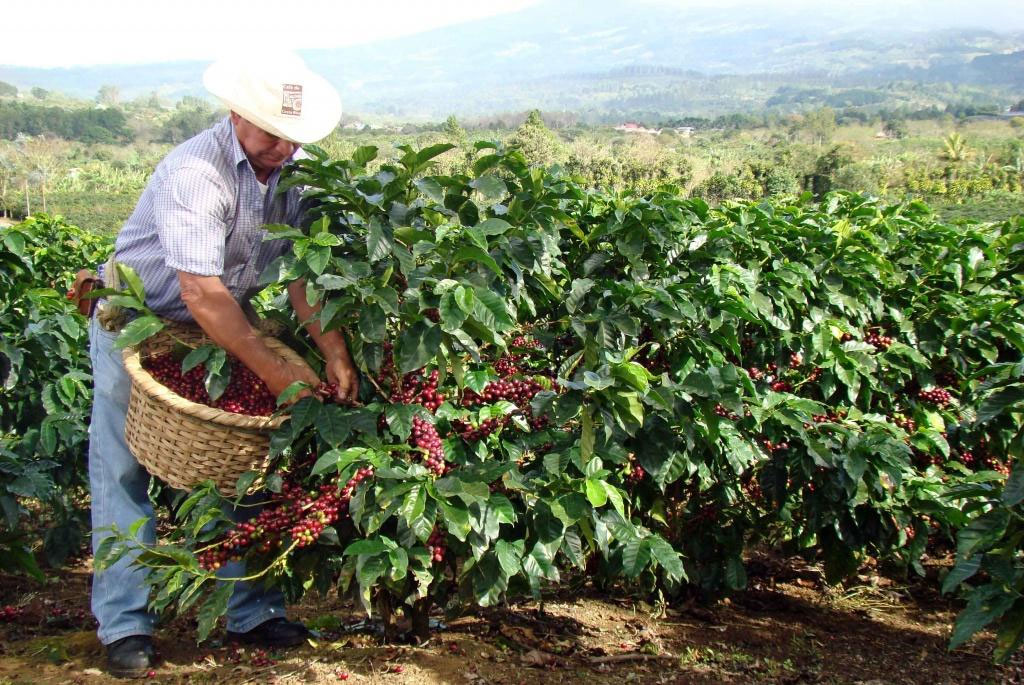 Как выращивают кофе катурра