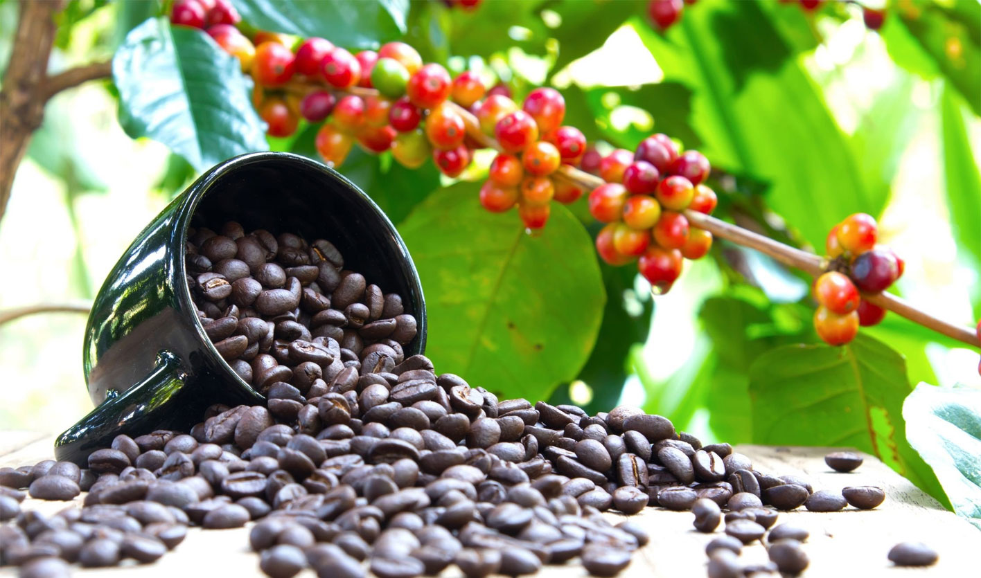 Как вырастить кофейные зерна. Coffea Arabica /кофе Арабика. Coffea Arabica дерево. Coffea Arabica плантации. Coffea Arabica растение.