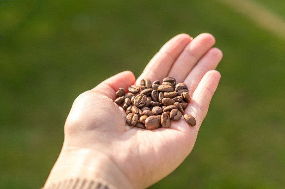 Кофейные зерна в руке
